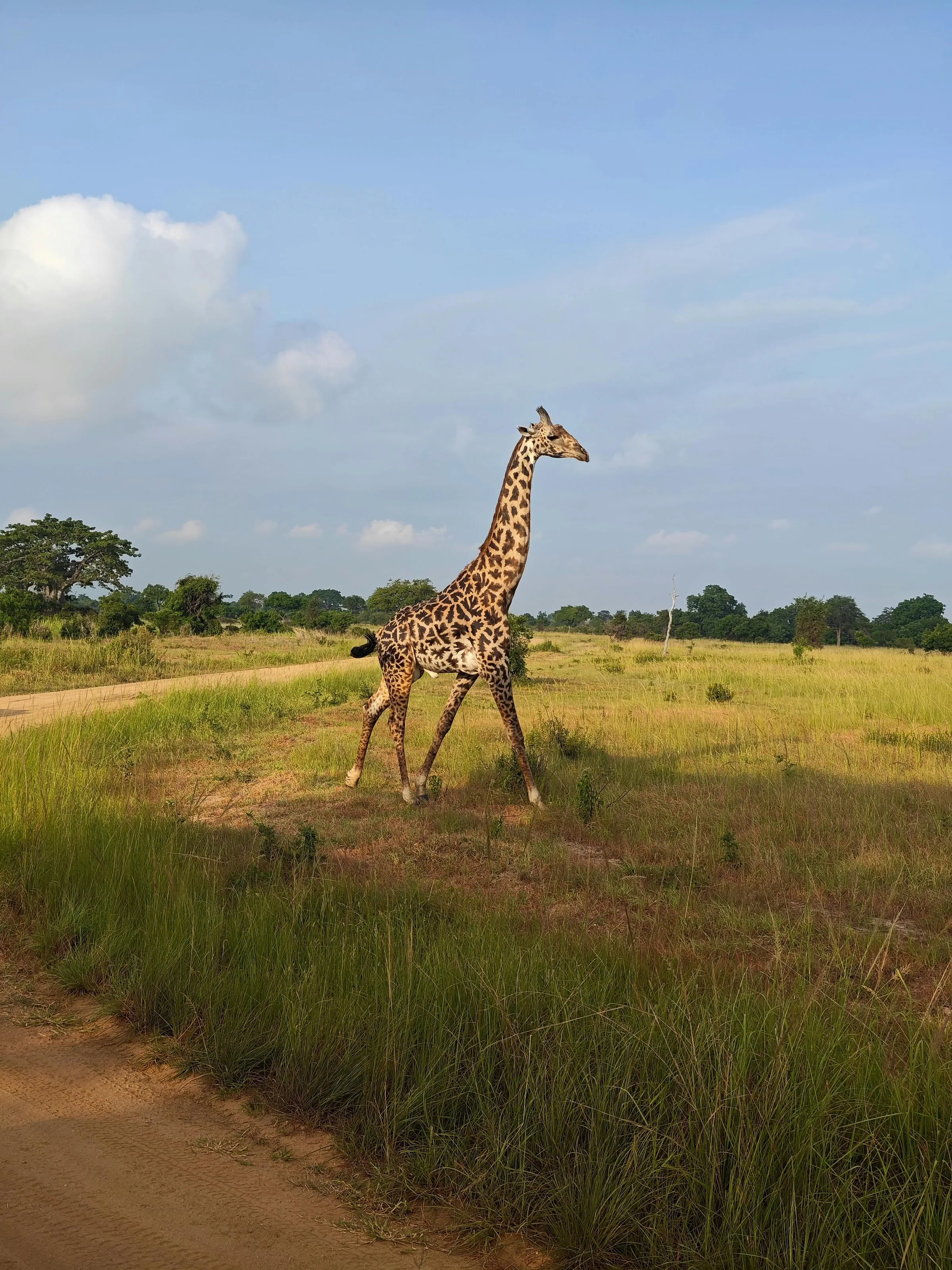 Kenyan savanna landscape
