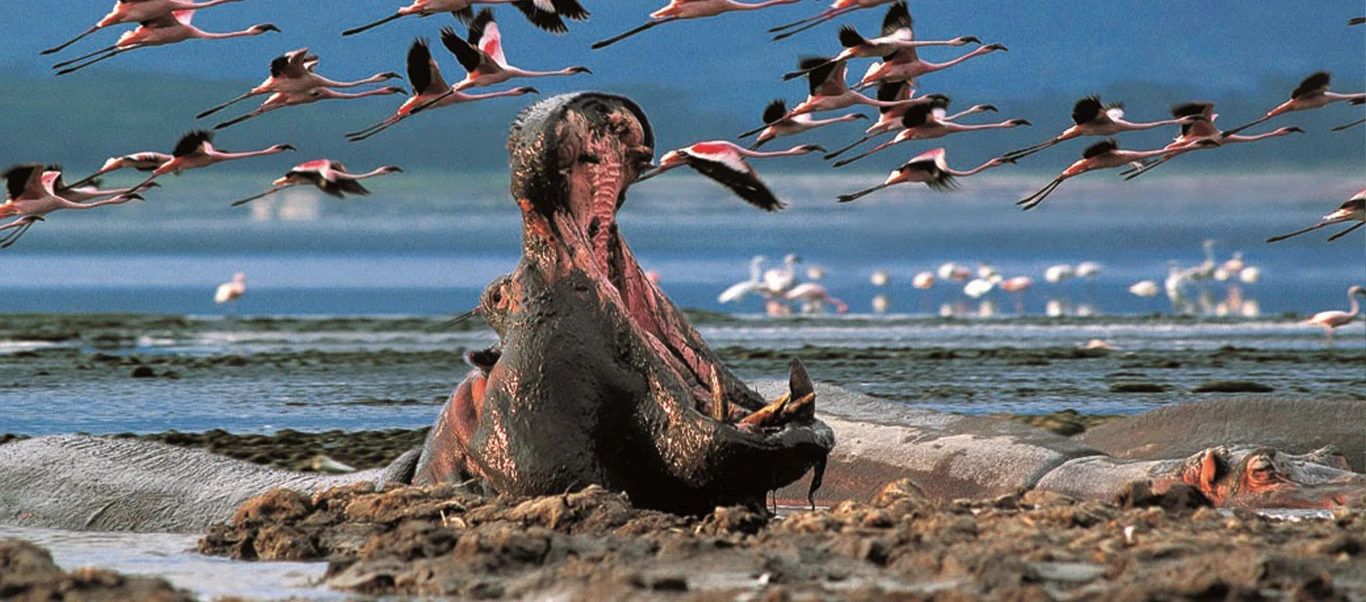Hippos at Lake Nakuru, Kenya