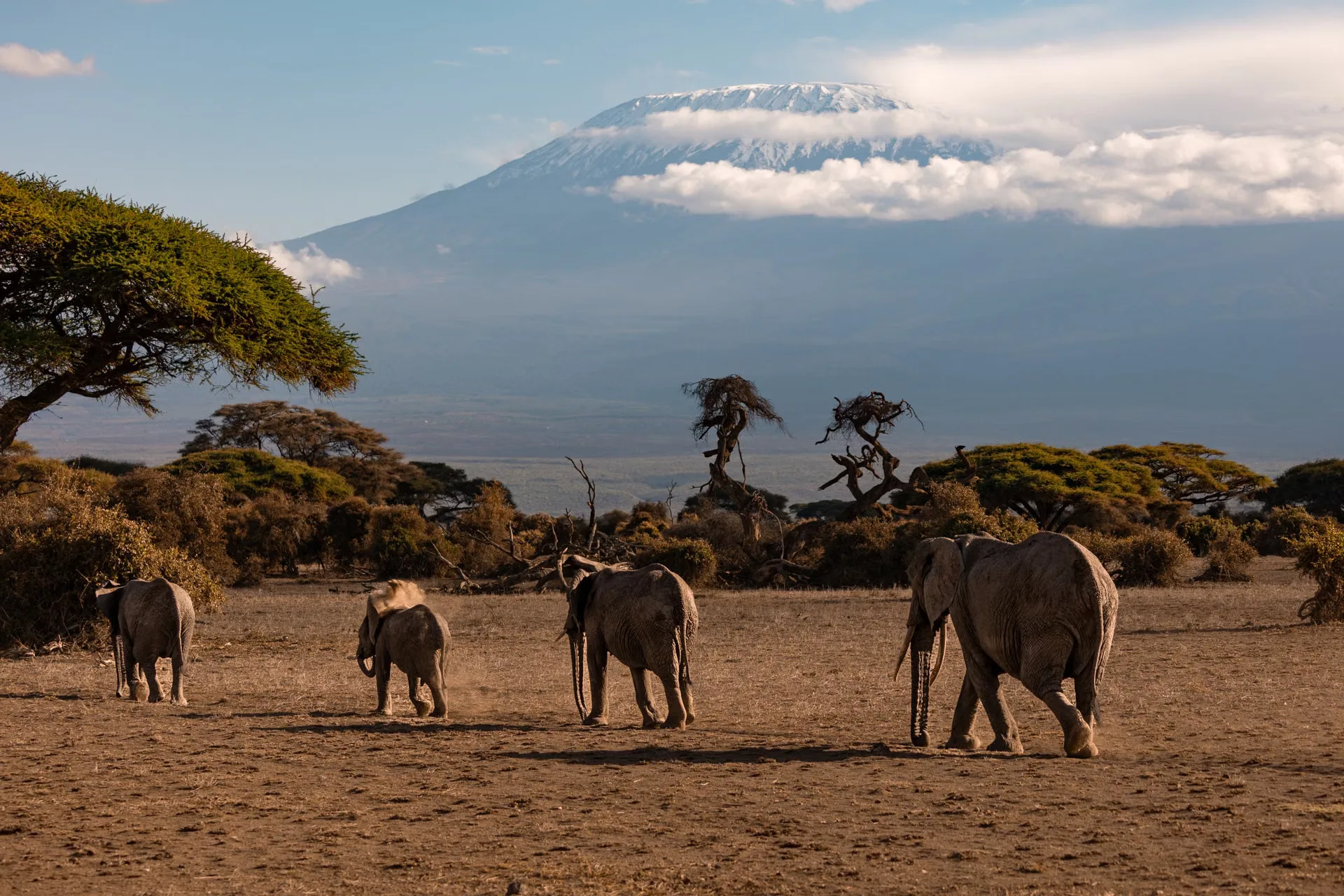 Wildlife in Amboseli National Park with Mount Kilimanjaro in the background, Kenya