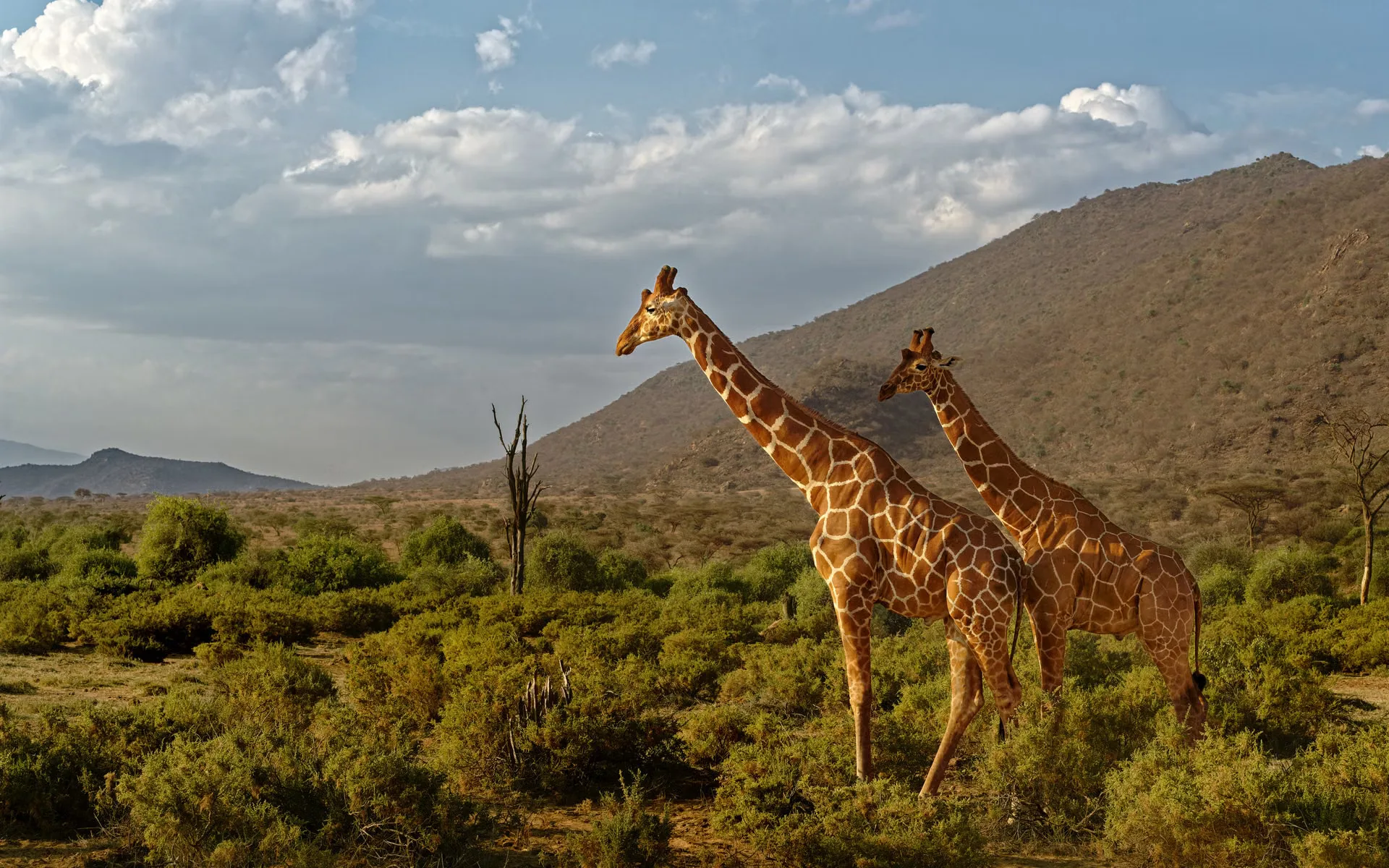 Wildlife in the dry landscape of Samburu National Reserve, Kenya