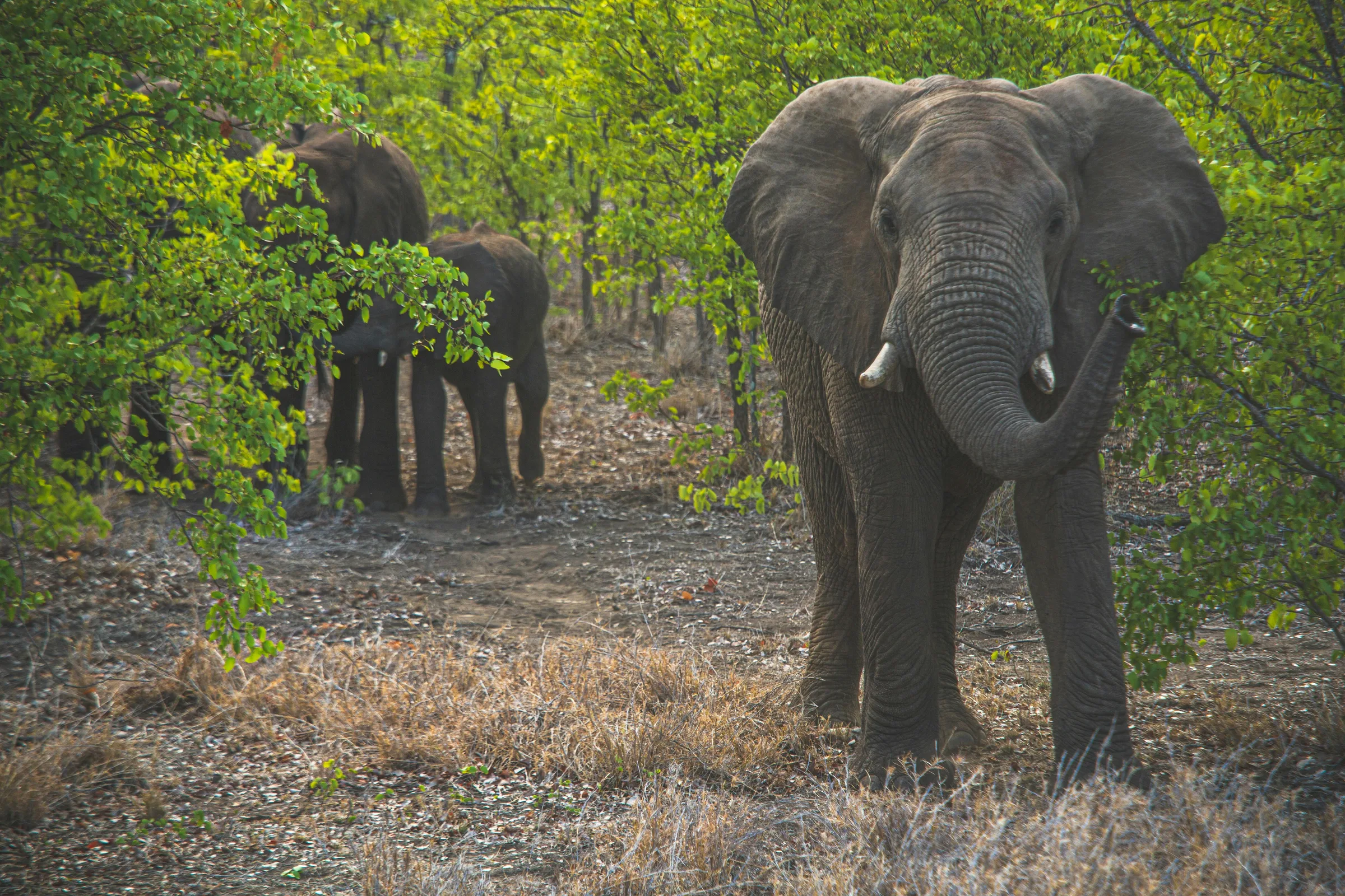 An elephant facing the camera with its herd in a wooded area, Tsavo National Park, Kenya