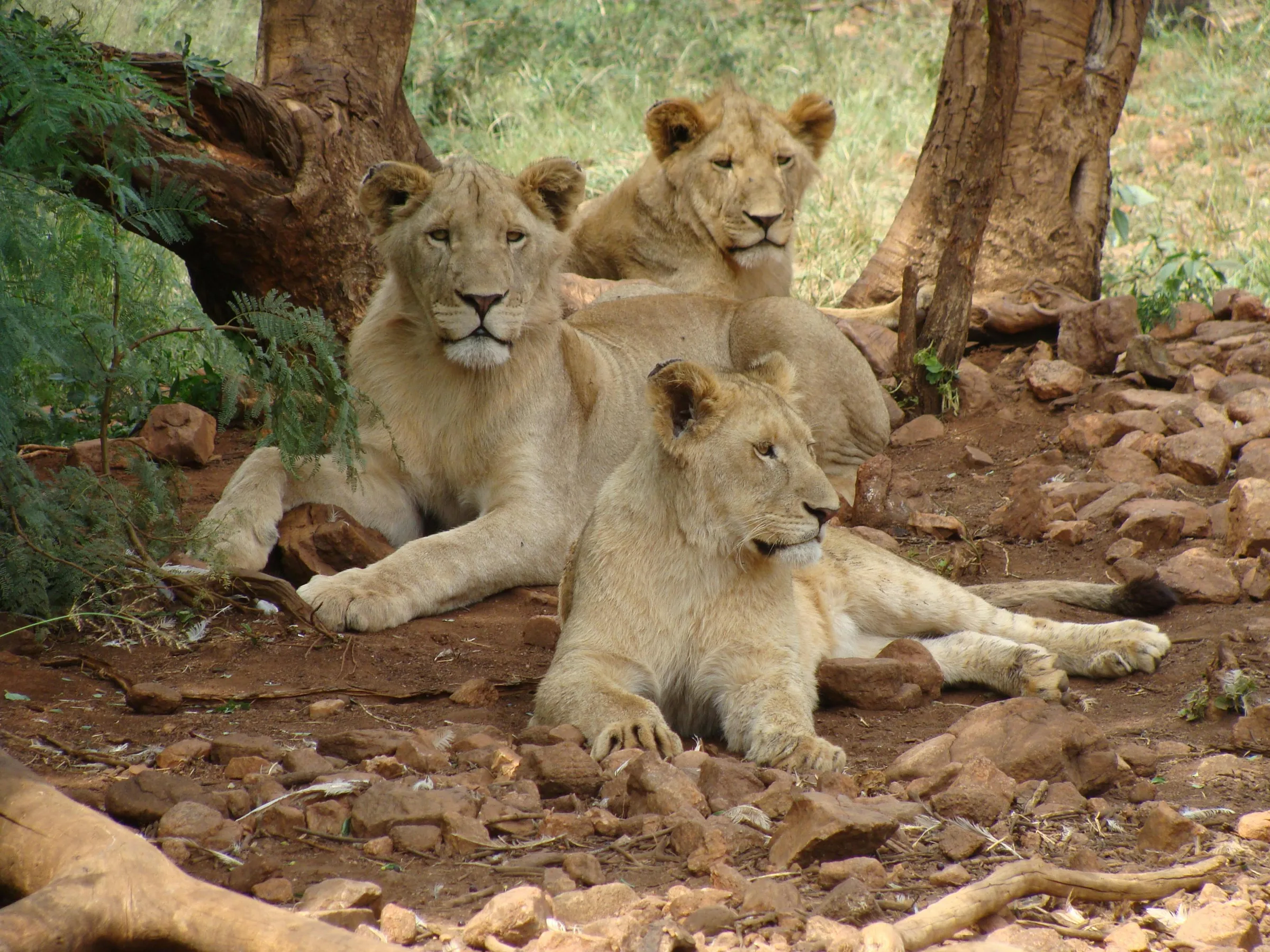 Lions resting in the shade under a tree, Maasai Mara, Kenya