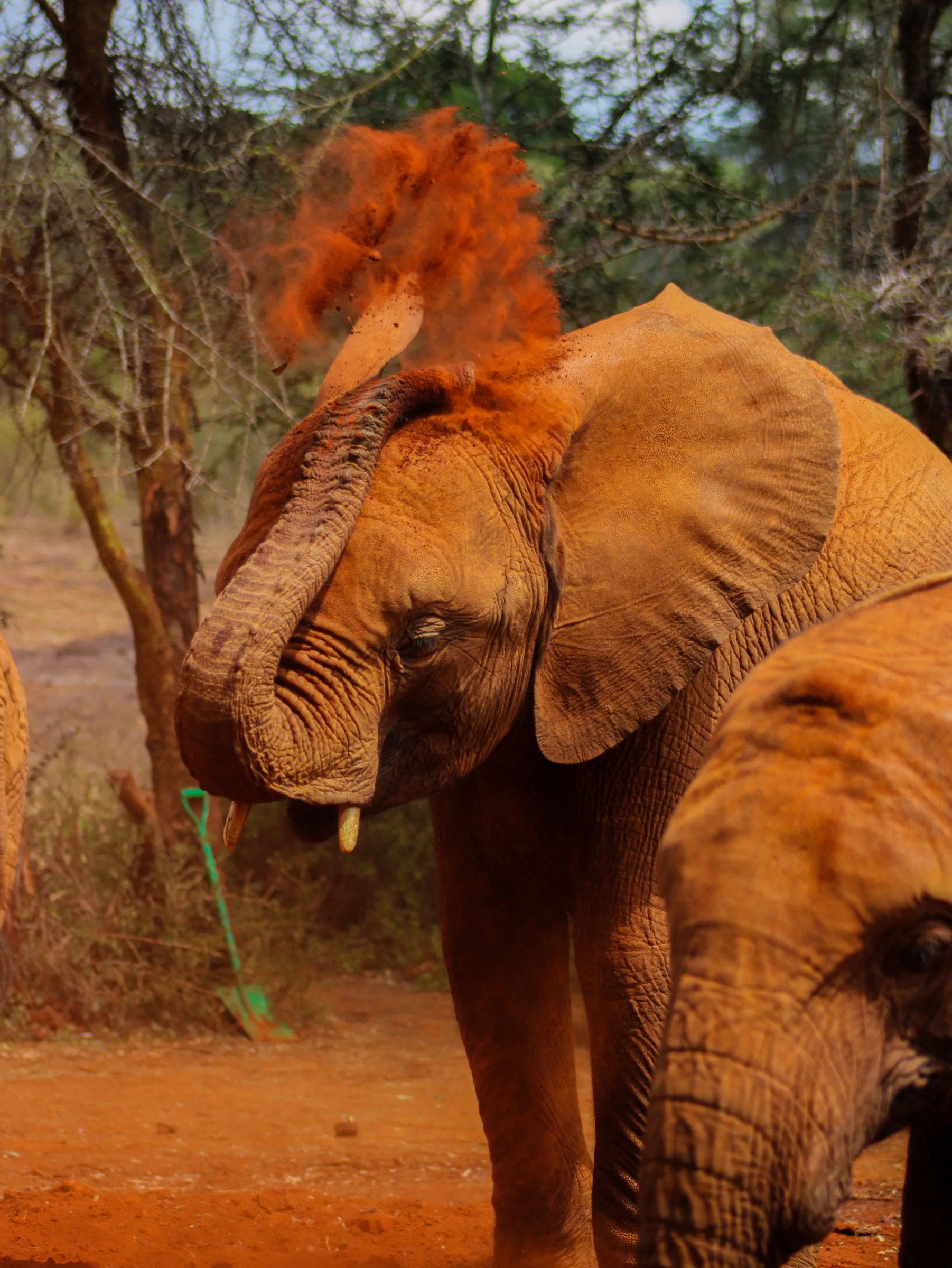 Red-dust elephants in Tsavo, Kenya