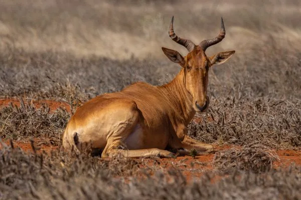 Trekking in Tsavo, Kenya