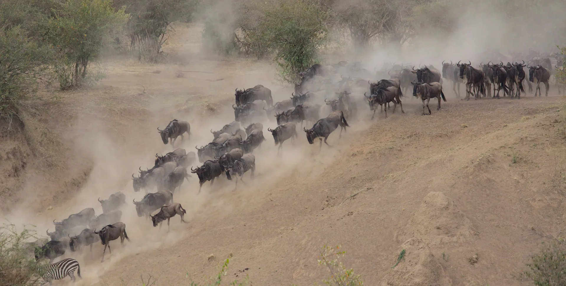 Wildebeest crossing the Mara River during the Great Migration, Kenya