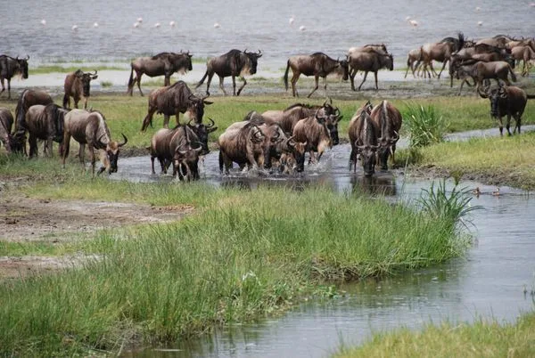 Wildebeest migration on the Maasai Mara plains, Kenya