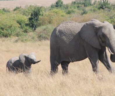 Mama Elephant and baby elephant strolling on the Savannah plains of Kenya