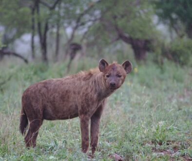 Hyena at Kruger National Park, South Africa