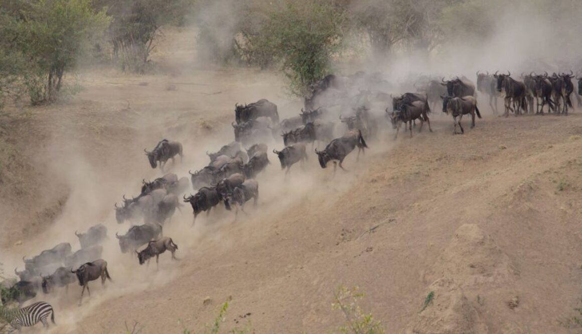 Wildebeest crossing the Mara River