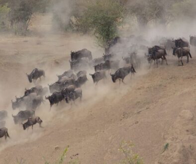 Wildebeest crossing the Mara River