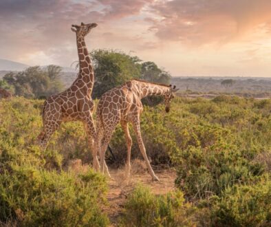 giraffes of the Samburu wilderness